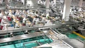 中國食品工廠之 蘑菇養殖