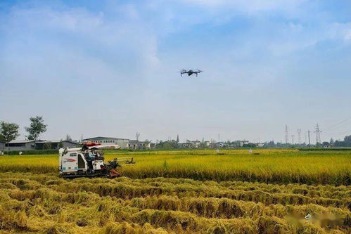 天府旅游美食百強名單公布,崇州這碗面真香
