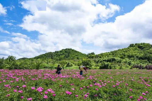 芍藥花海正盛,賞花品美食,就在千山老院子