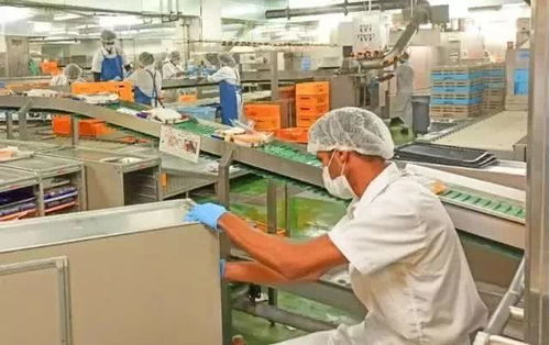 日本飛機餐加工廠實拍 網友驚呼 難怪食品加工薪資高