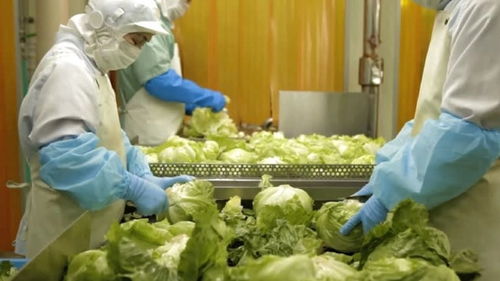 食品加工過程浪費太大,日企想用ai技術減少一點