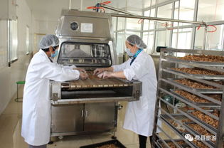 沂蒙小調特色食品公司 發展核桃深加工 助力脫貧攻堅