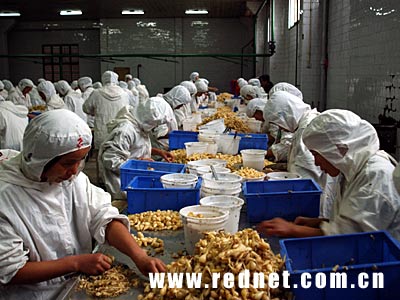 崛起的湘中:農產品深加工托起食品工業強縣(圖)_新聞中心.