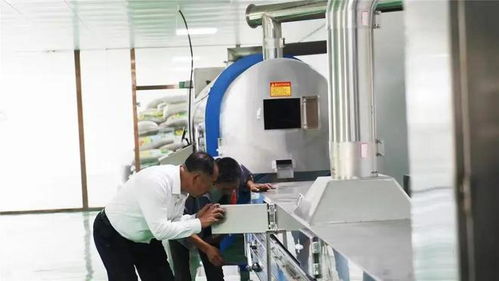 黑大肚 火了 鄉村振興系列報道之三