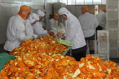 從廢料到珍寶 桔子皮如何成為綠帆達(dá)創(chuàng)新食品的綠色引擎