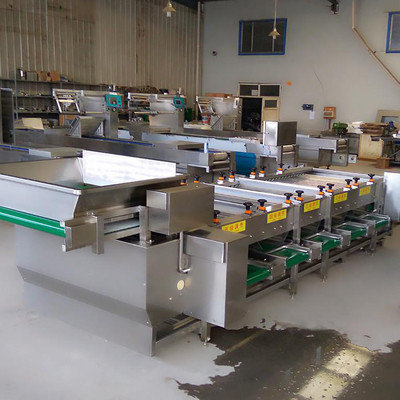 舜康定制1100蔬菜加工設備 銀杏藍莓與大蒜分級機的創新解決方案